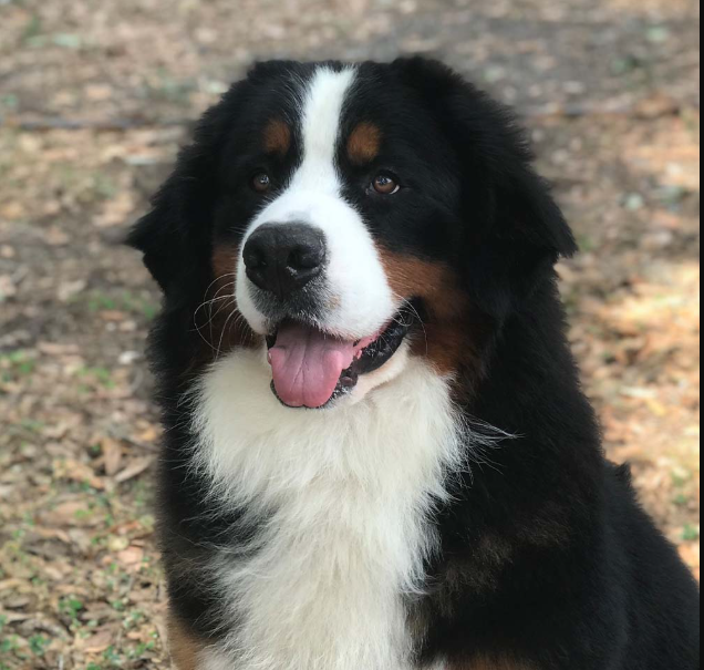 Bernese Mountain Dog Adoption in Enterprise, AL
