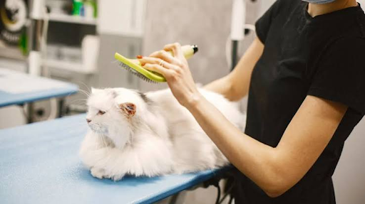 Does Pet Insurance Cover Vaccinations and Routine Check-Ups?
